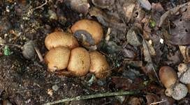 Dünnschaliger Kartoffelbovist, Foto 6