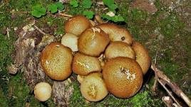 Dünnschaliger Kartoffelbovist, Foto 9