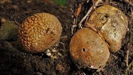 Dünnschaliger Kartoffelbovist, Foto 10