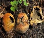Dünnschaliger Kartoffelbovist, Foto 11