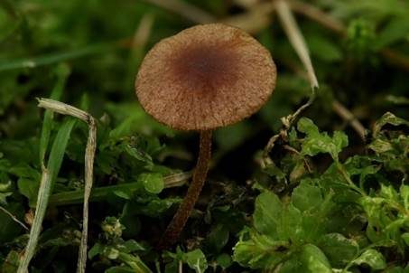 Dünnwandiges Samthäubchen, Foto 2