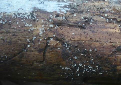 Durchscheinendes Haarbecherchen, Foto 3