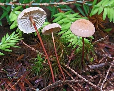 Echter Knoblauchschwindling, Foto 2