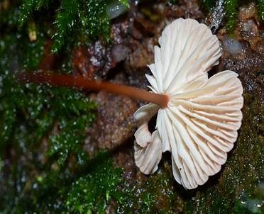 Echter Knoblauchschwindling, Foto 3