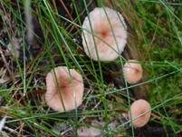Echter Knoblauchschwindling, Foto 13