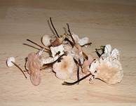 Echter Knoblauchschwindling, Foto 14