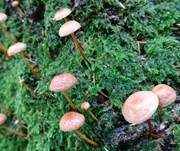 Echter Knoblauchschwindling, Foto 20