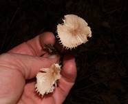 Echter Knoblauchschwindling, Foto 22