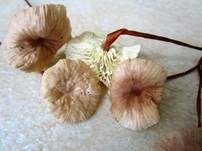 Echter Knoblauchschwindling, Foto 23