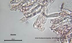 Echter Knoblauchschwindling, Foto 28
