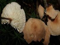 Echter Knoblauchschwindling, Foto 8