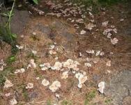 Echter Knoblauchschwindling, Foto 10