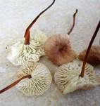 Echter Knoblauchschwindling, Foto 11