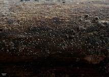 Knochenzelliger Luft-Bulbillenpilz, Foto 6