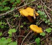 Echter Pfifferling, Foto 10