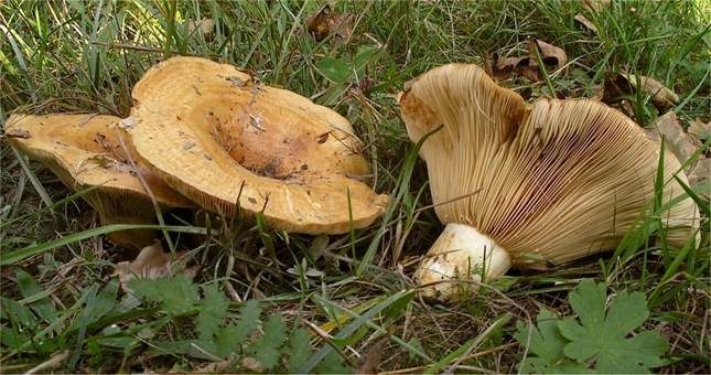 Echter Zonenmilchling, Foto 2