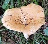 Echter Zonenmilchling, Foto 7