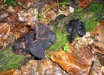 Abgestutzter Drüsling, Foto 18
