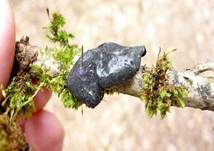 Abgestutzter Drüsling, Foto 20