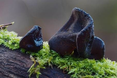 Abgestutzter Drüsling, Foto 4