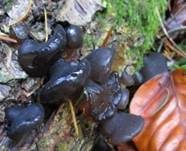 Abgestutzter Drüsling, Foto 33
