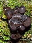 Abgestutzter Drüsling, Foto 37