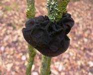 Abgestutzter Drüsling, Foto 6