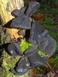 Abgestutzter Drüsling, Foto 44