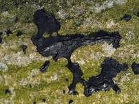 Abgestutzter Drüsling, Foto 66