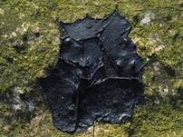 Abgestutzter Drüsling, Foto 68