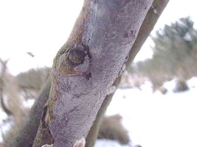 Aschgrauer Zystidenrindenpilz, Foto 2