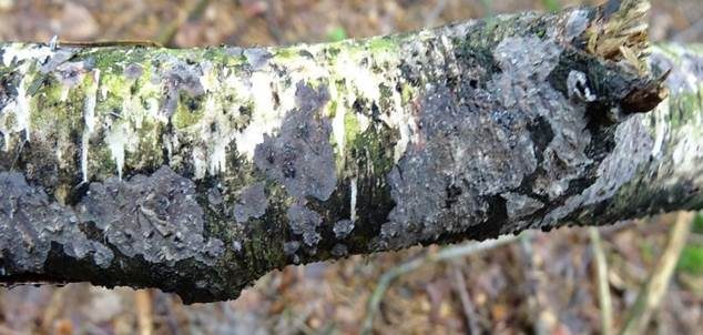 Aschgrauer Zystidenrindenpilz, Foto 3