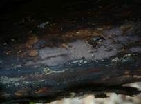 Aschgrauer Zystidenrindenpilz, Foto 5