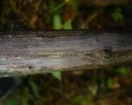 Aschgrauer Zystidenrindenpilz, Foto 8