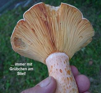 Edelreizker, Foto 5