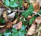 Efeublatt Schwindling, Foto 12