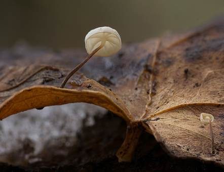 Efeublatt Schwindling, Foto 4