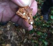 Efeublatt Schwindling, Foto 11
