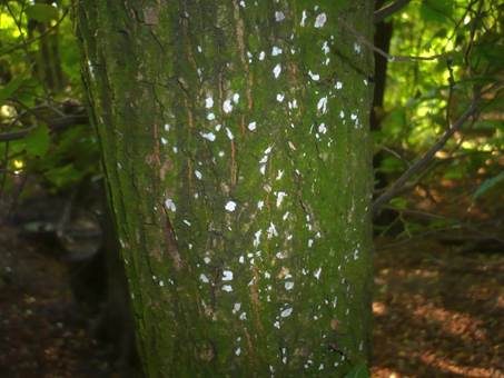 Eichen-Baumwarzenpilz, Foto 3