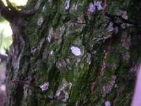 Eichen-Baumwarzenpilz, Foto 4