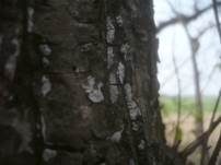 Eichen-Baumwarzenpilz, Foto 7