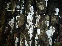 Eichen-Baumwarzenpilz, Foto 8