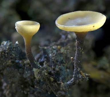 Eichelbecherling, Foto 2