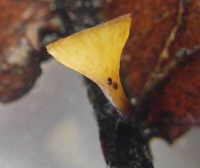Eichenblatt-Stromabecherling, Foto 3