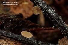 Eichenblatt-Stromabecherling, Foto 13