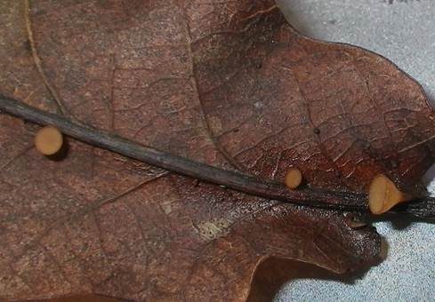 Eichenblatt-Stromabecherling, Foto 4