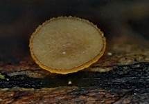 Eichenblatt-Stromabecherling, Foto 6