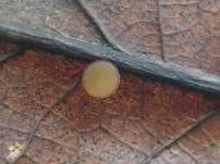Eichenblatt-Stromabecherling, Foto 7