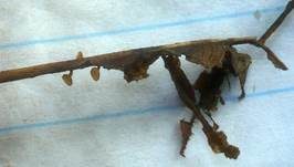 Eichenblatt-Stromabecherling, Foto 10