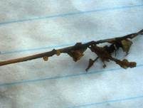 Eichenblatt-Stromabecherling, Foto 11